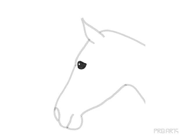 horse head outline sketch - step 12