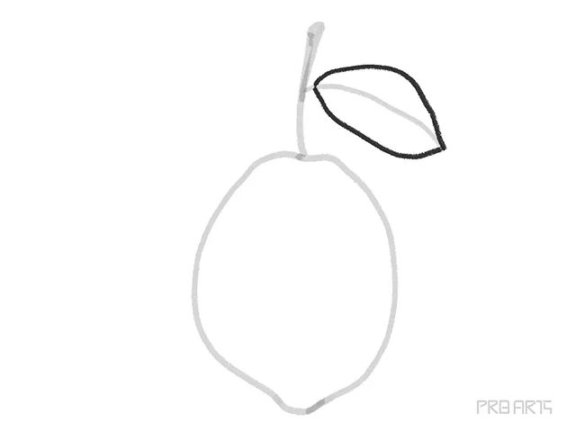 drawing the outer line sketch of the lemon leaf