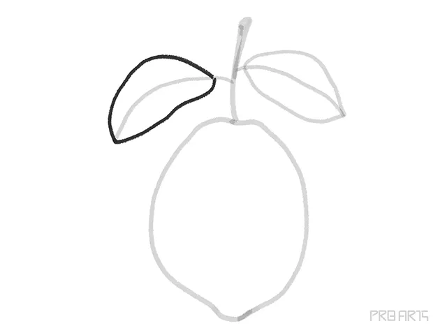 outline drawing of the lemon leaf in the left-side