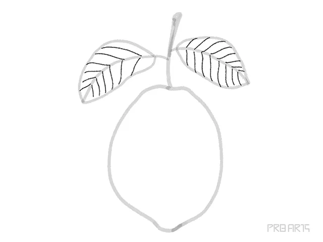 drawing the details on the lemon leaf