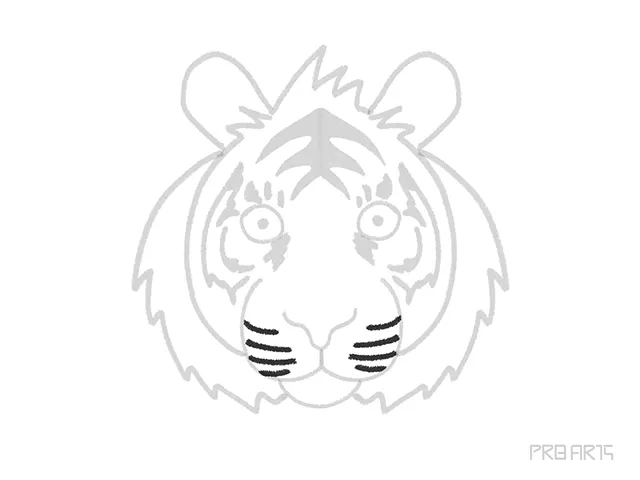 learn how to draw the tiger whisker base sketch on the tiger face