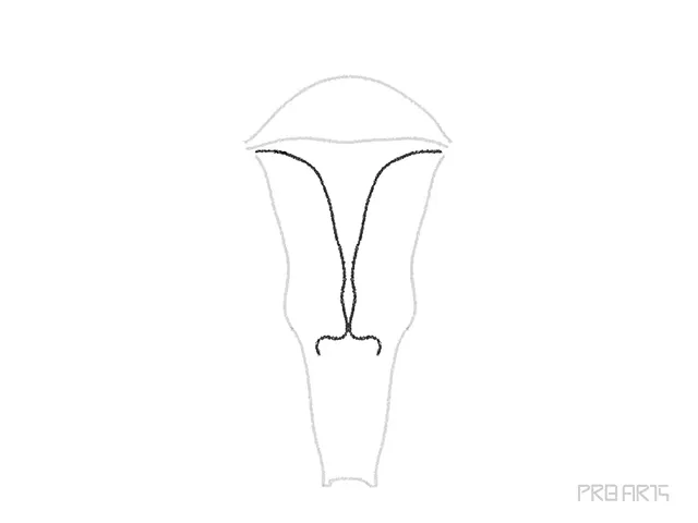 uterus drawing tutorial - step 06
