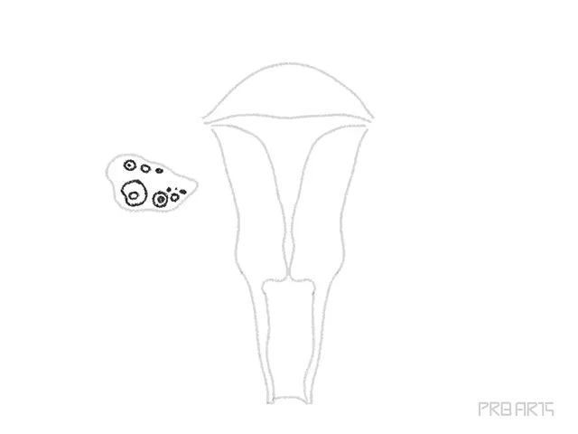 uterus drawing tutorial - step 09