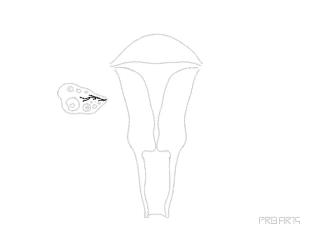 uterus drawing tutorial - step 10