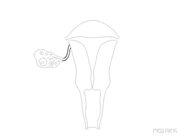 uterus drawing tutorial - step 11
