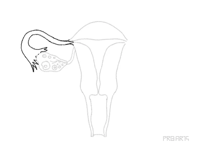 uterus drawing tutorial - step 12