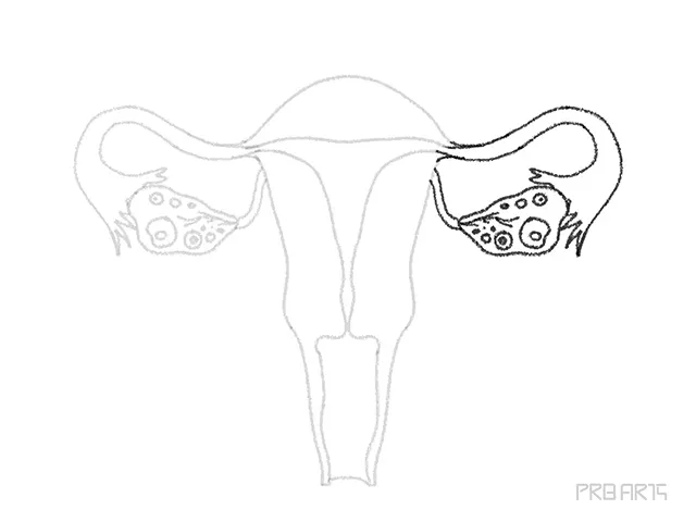 uterus drawing tutorial - step 13