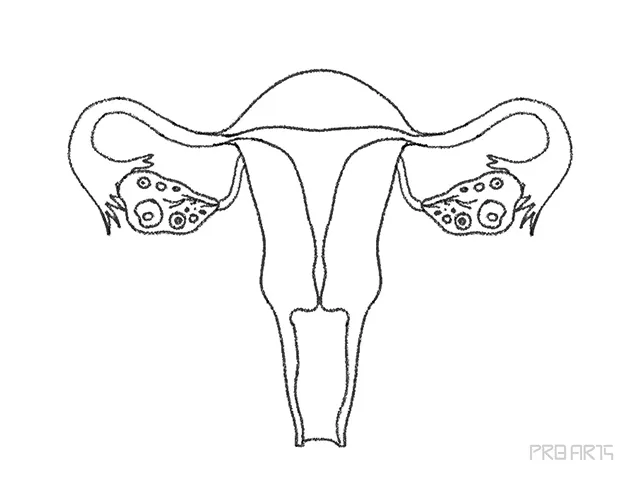learn how to draw the uterus an easy step-by-step drawing tutorial guide for science students