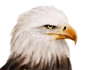 eagle head side view painting created on hand made chat paper with original watercolors this visually stunning artwork is available for sale and ready to download instantly