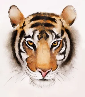 Painting a Tiger Face in Watercolor a High-Resolution digital image for sale and ready to download
