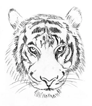 tiger sketch front view free download - high resolution stock image