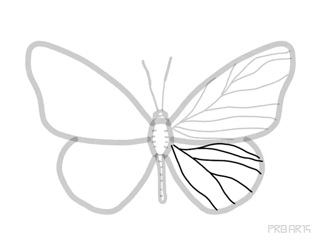 learn how to draw the outline drawing of butterfly sketch an easy step-by-step drawing tutorial for beginners - step 11