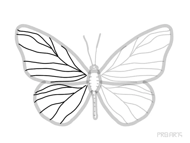 learn how to draw the outline drawing of butterfly sketch an easy step-by-step drawing tutorial for beginners - step 12