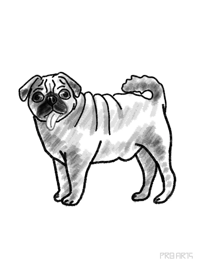 How to Draw a Dog Pug VIDEO  StepbyStep Pictures