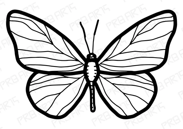Butterfly top view thick outline drawing coloring page for kids ready to paint the colors