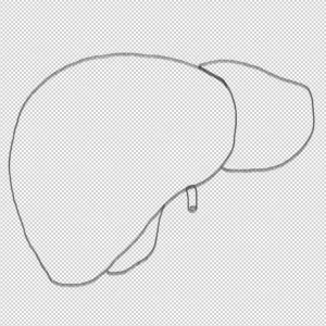 human liver outline drawing